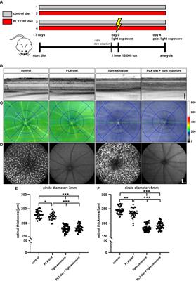 Microglia depletion/repopulation does not affect light-induced retinal degeneration in mice